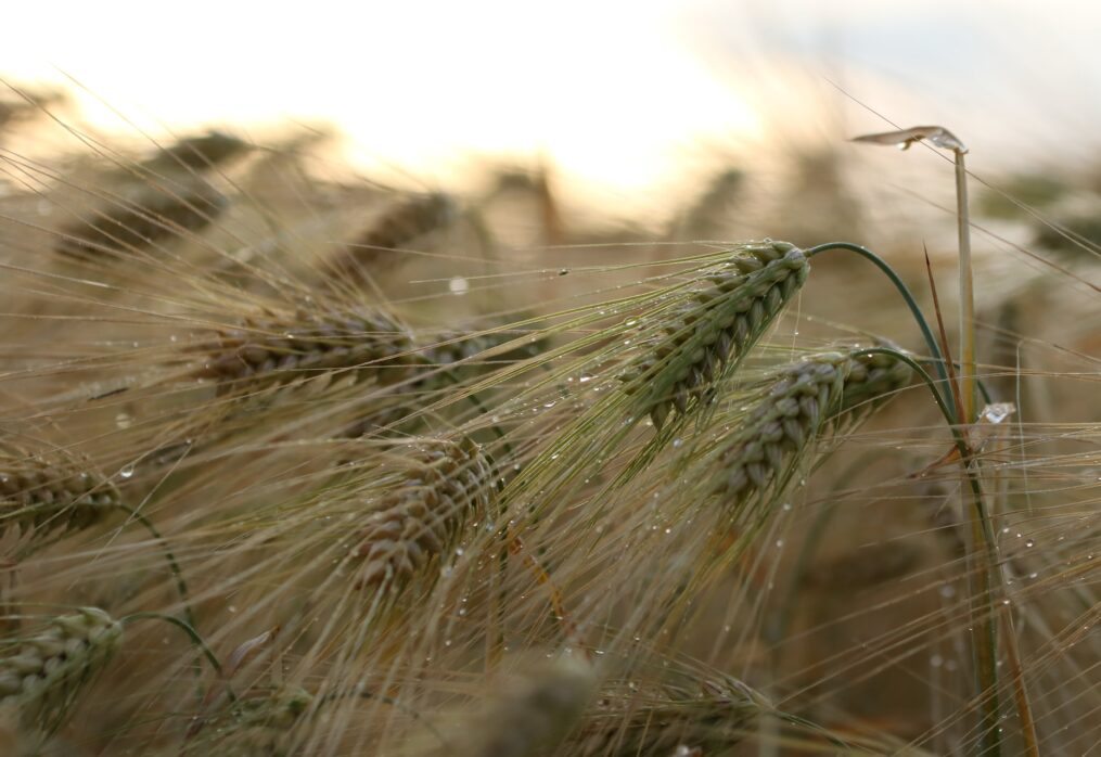 China resumes barley imports from Australia