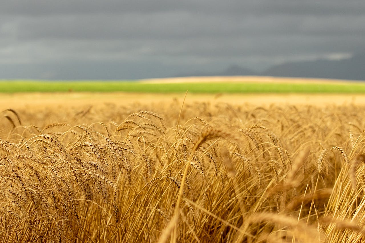 world wheat stocks will decline