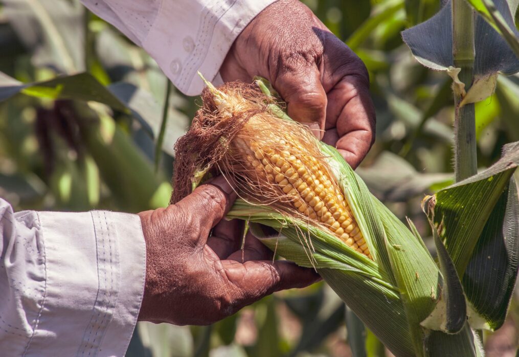 USDA predicts high corn yields in the US