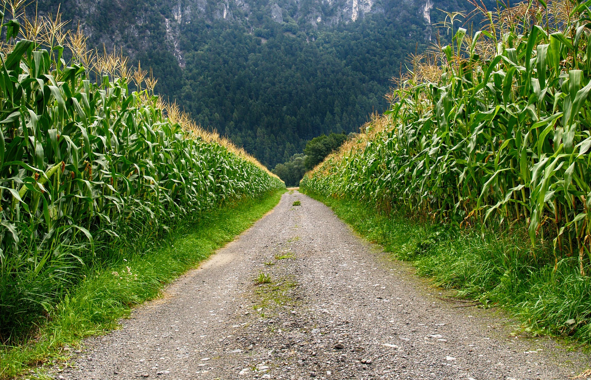 corn yields in the US