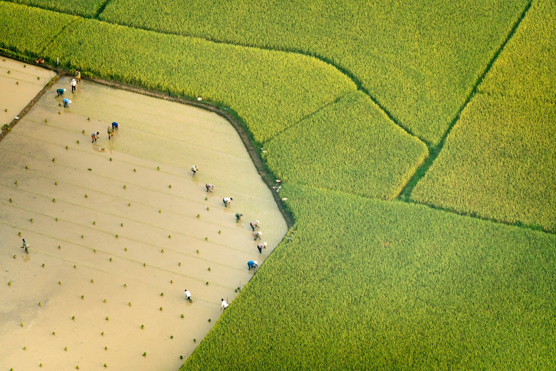 rice development in Africa