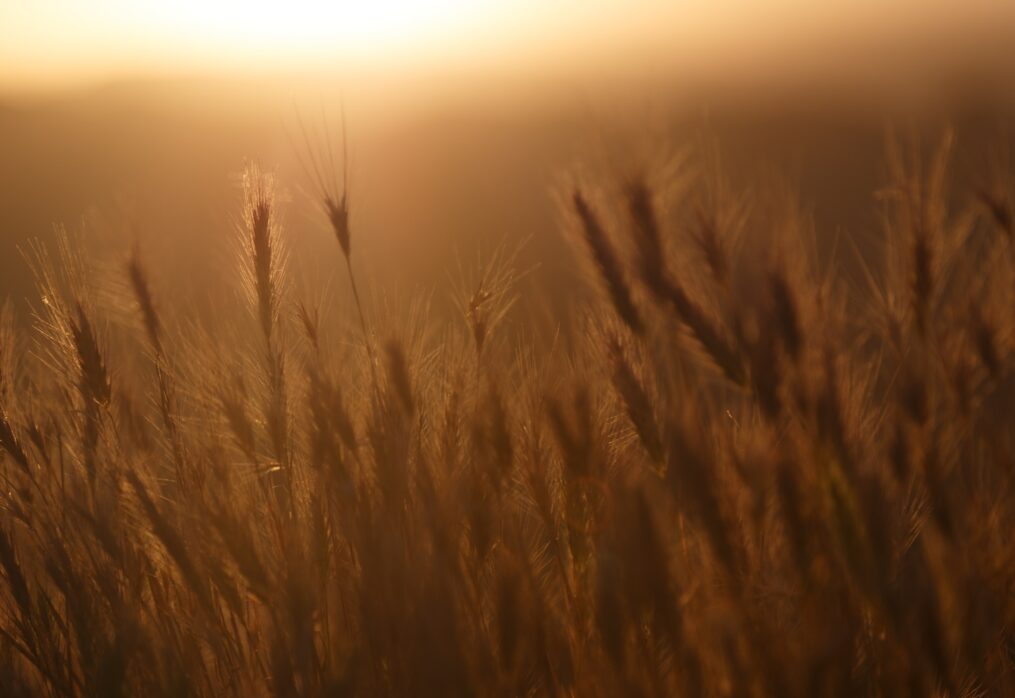 Brazil’s grain production to decline in the 2023-2024 marketing year