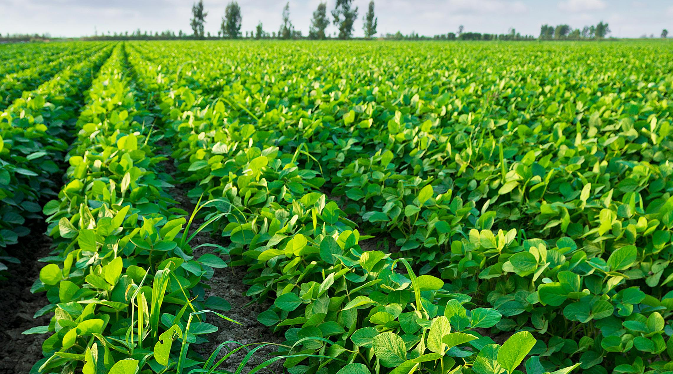 EU soybean harvest