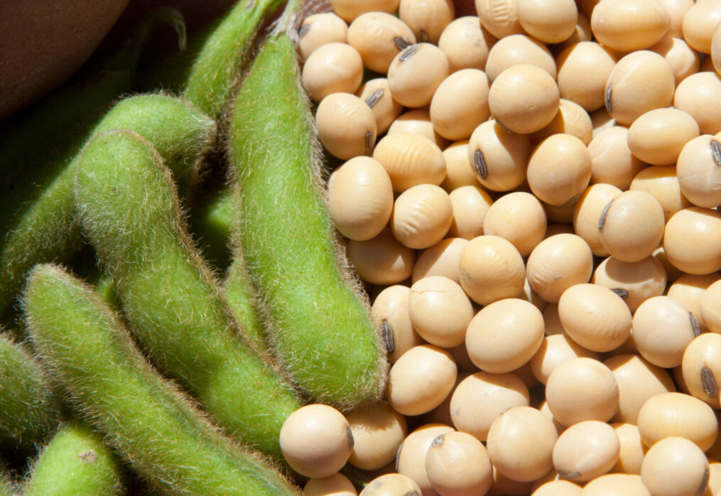 FAC: EU soybean harvest to reach 33 million tonnes