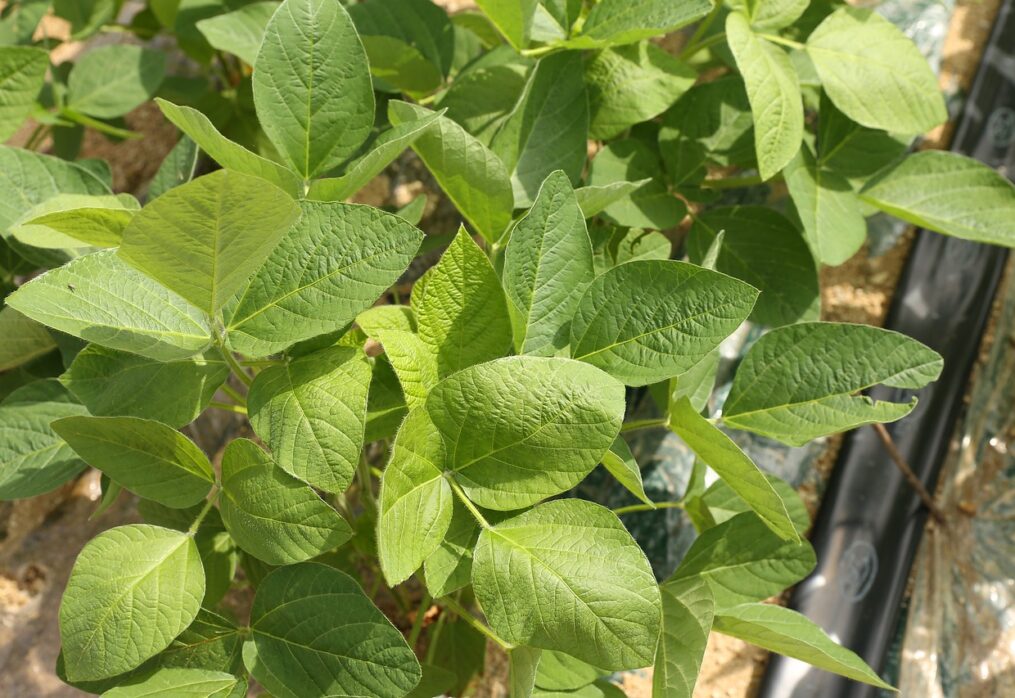 Benson Hill has introduced high-protein soybean varieties