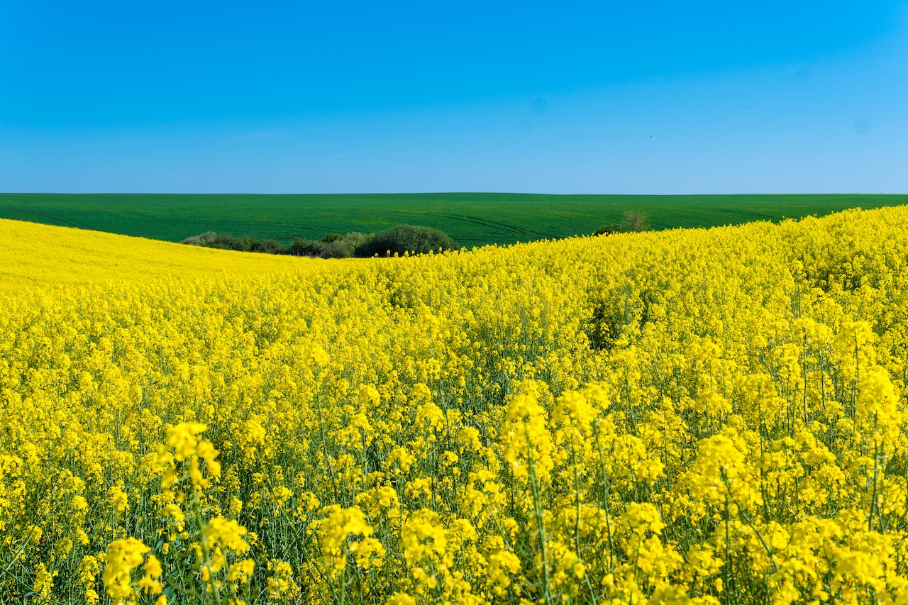 cereal and oilseed production