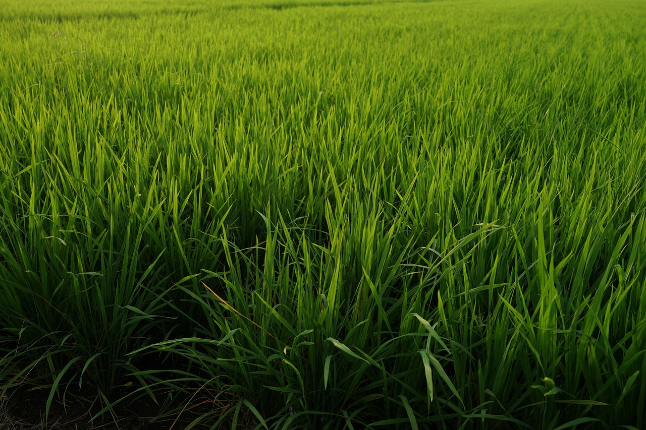 rice production