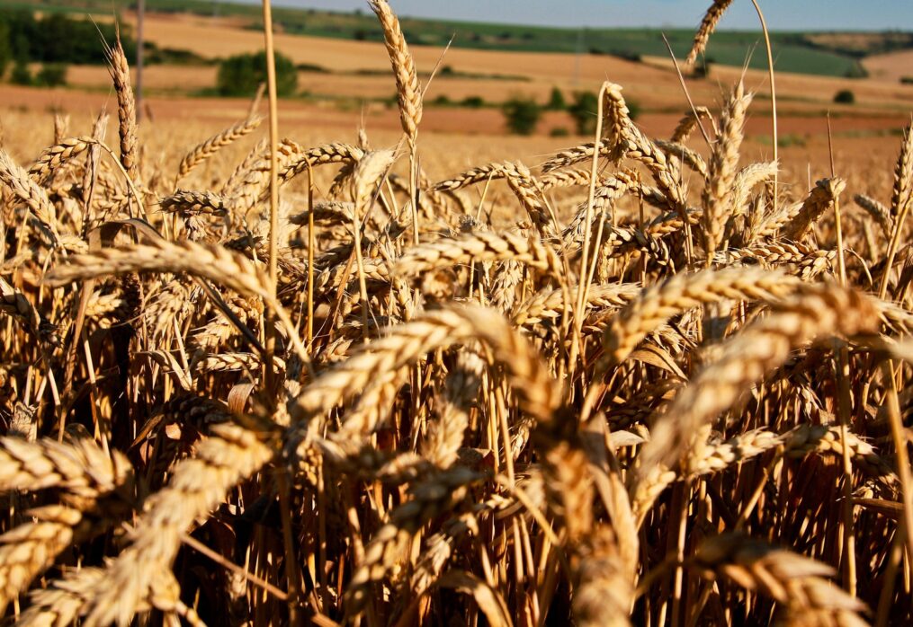 Heat-tolerant wheat to boost production in the face of climate change