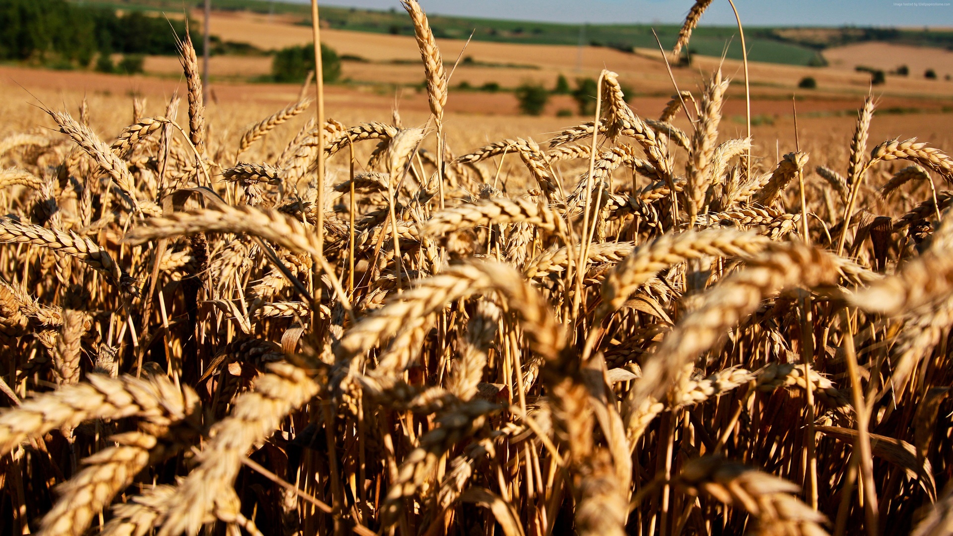 heat-tolerant wheat-2