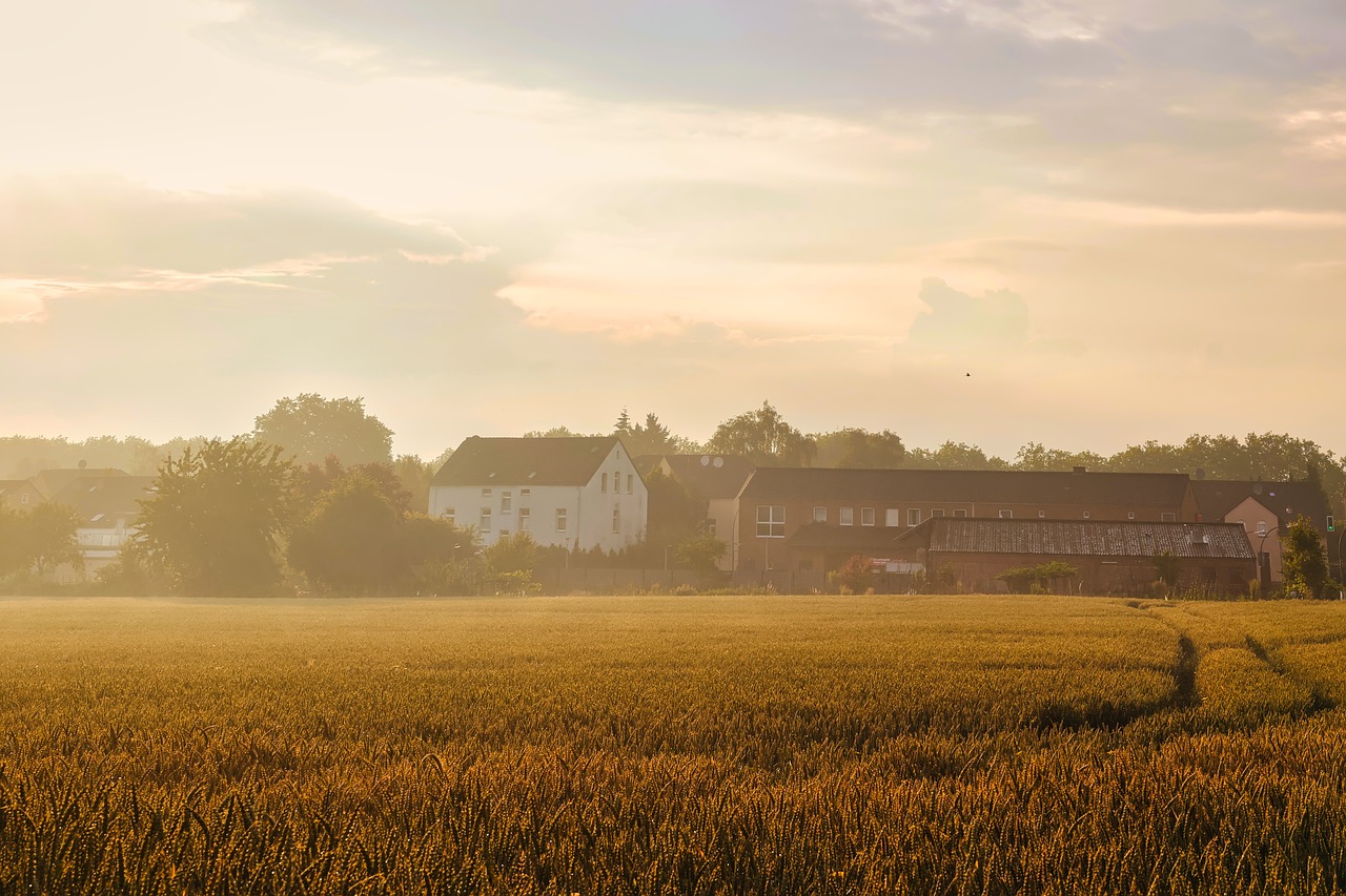 wheat supplies