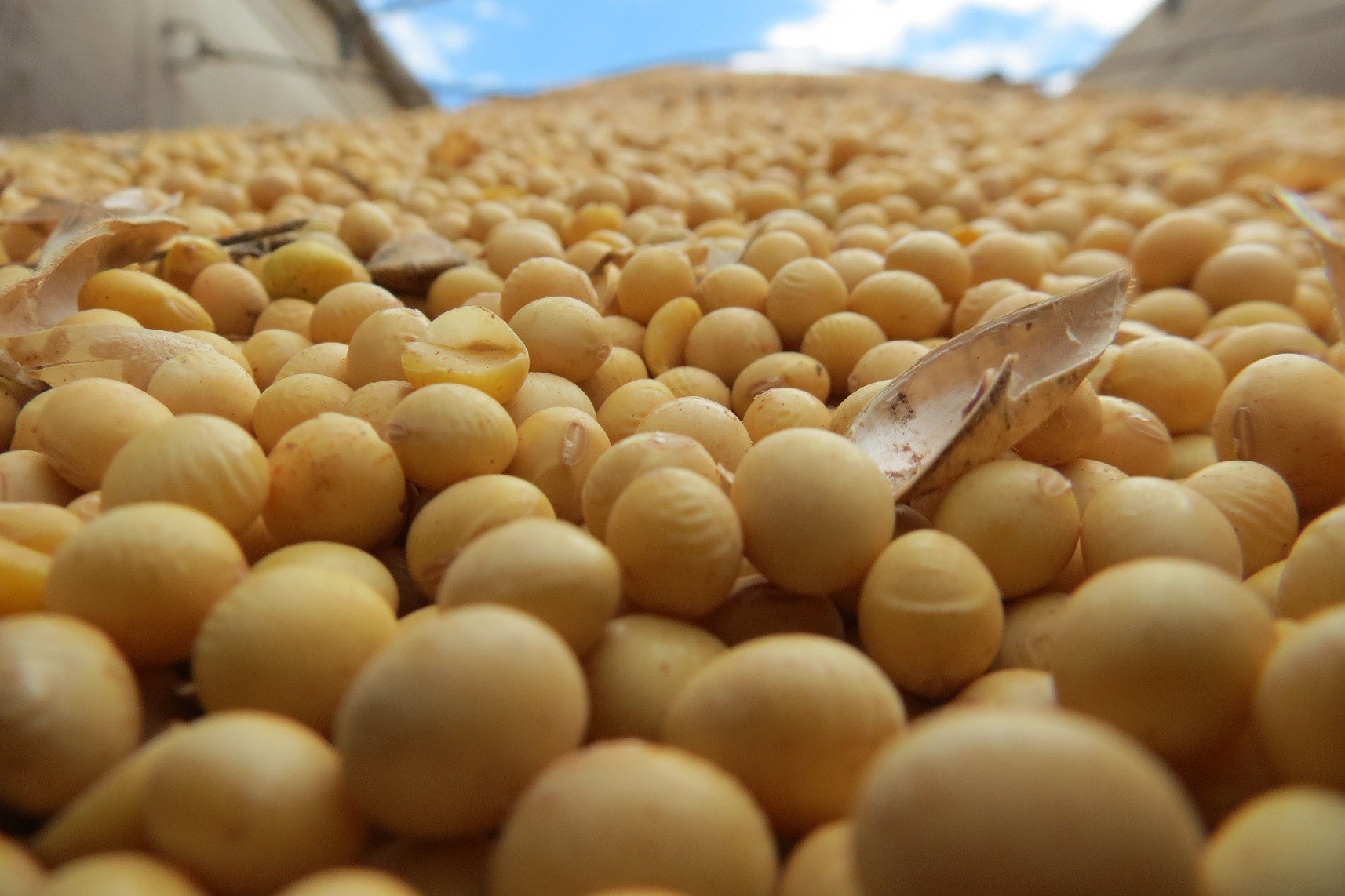 high soybean harvest