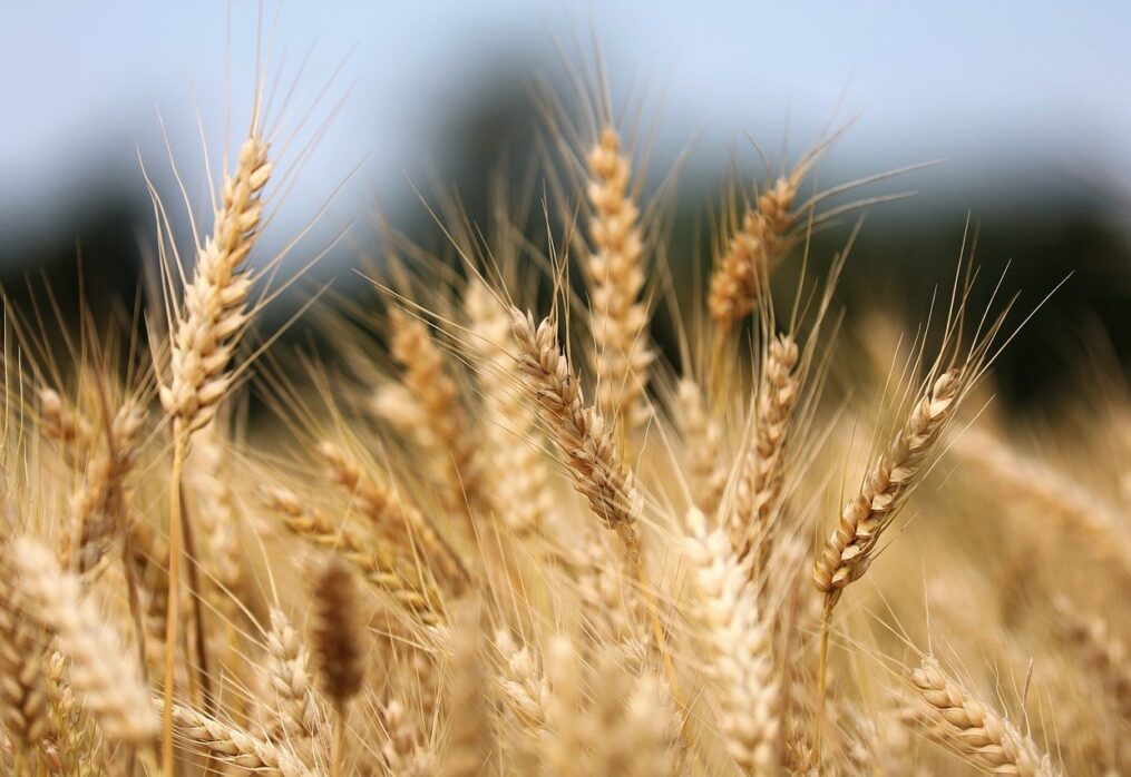 Forecast: wheat supplies to recover from decline by 2024