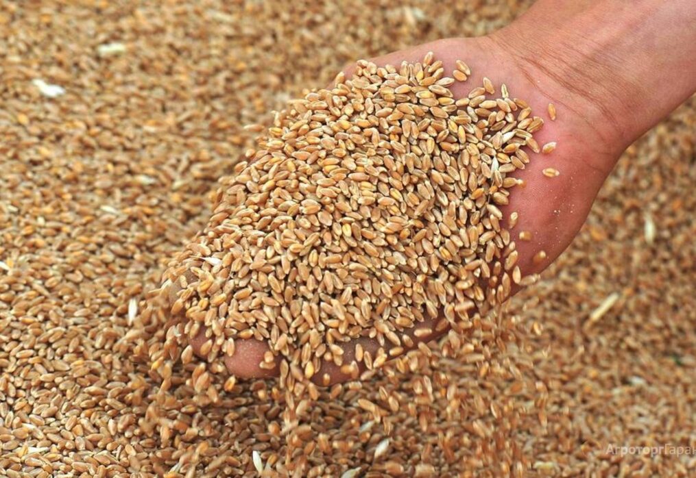 Coarse grain production could reach record levels
