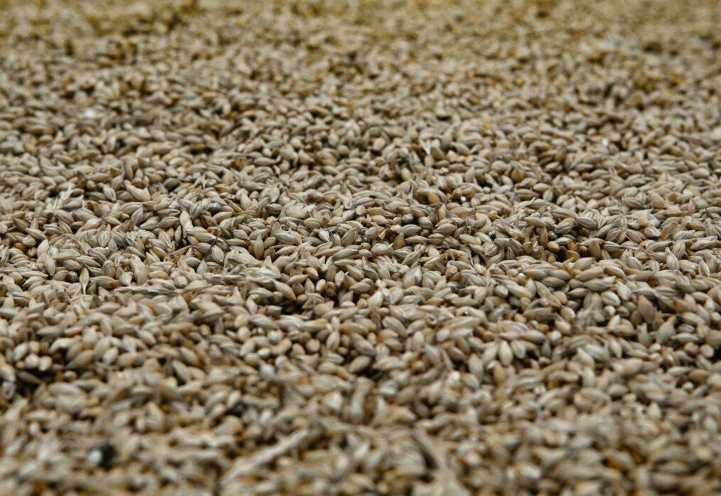 Irish cereals sector faces seed shortage