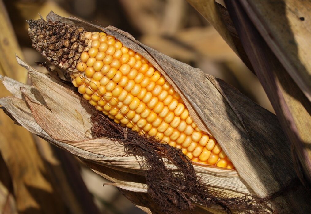 In Nebraska, farmers hope for a good corn crop