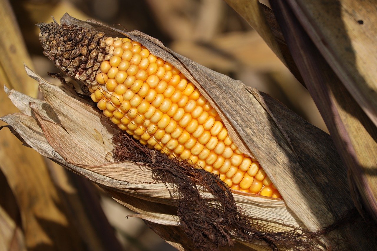 Nebraska corn crop