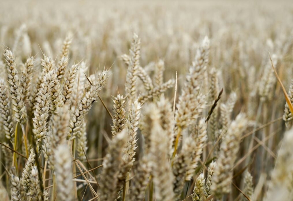 Food oats could become a major crop in the EU