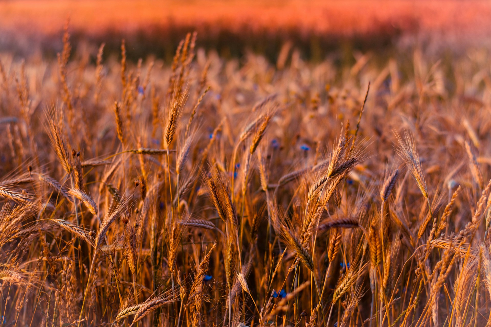 heat-resistant wheat seeds