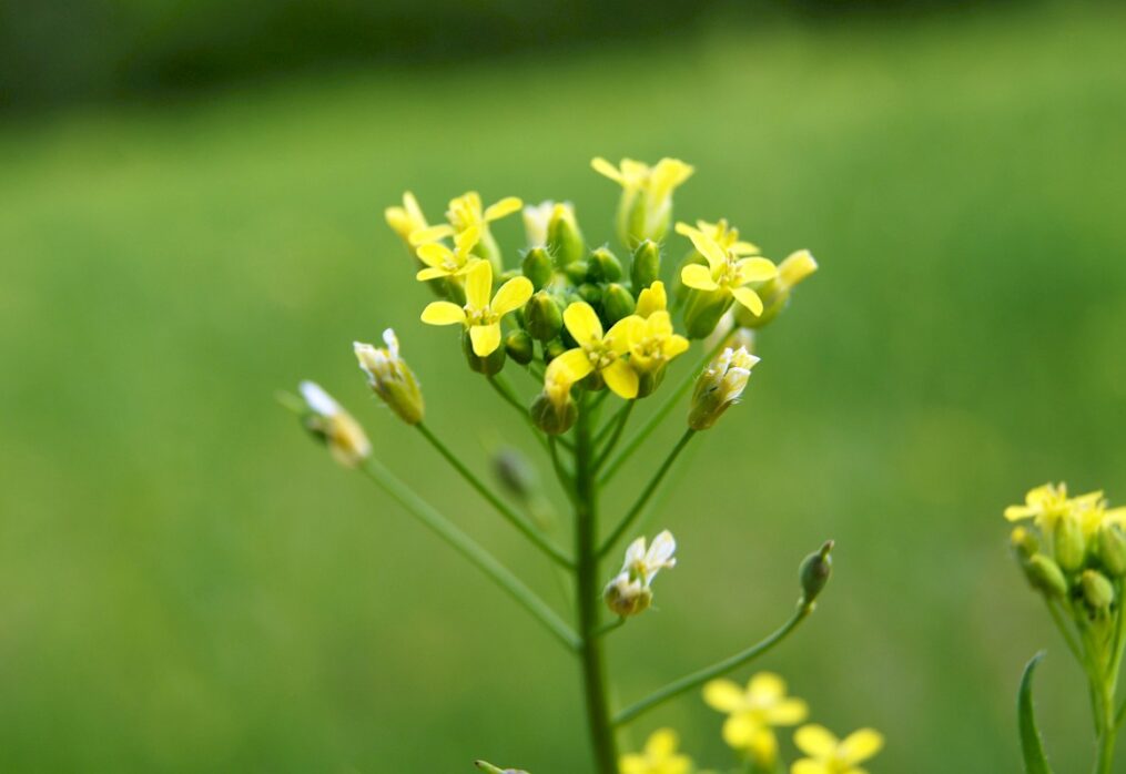 Camelina: benefits of a new oilseed crop
