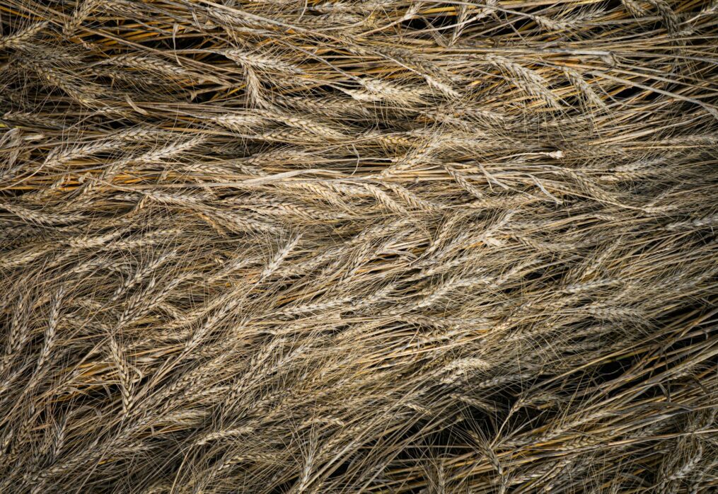 CIMMYT unveils new heat-resistant wheat seeds