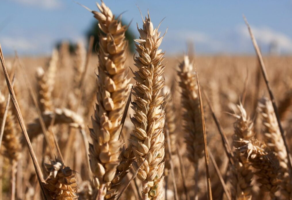 China plans to increase grain reserves