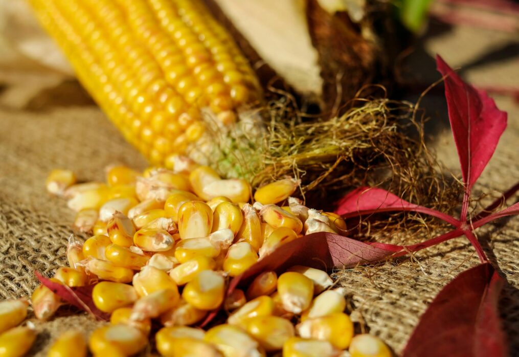 US corn overproduction: comparing the 2003-2004 and 2023-2024 seasons