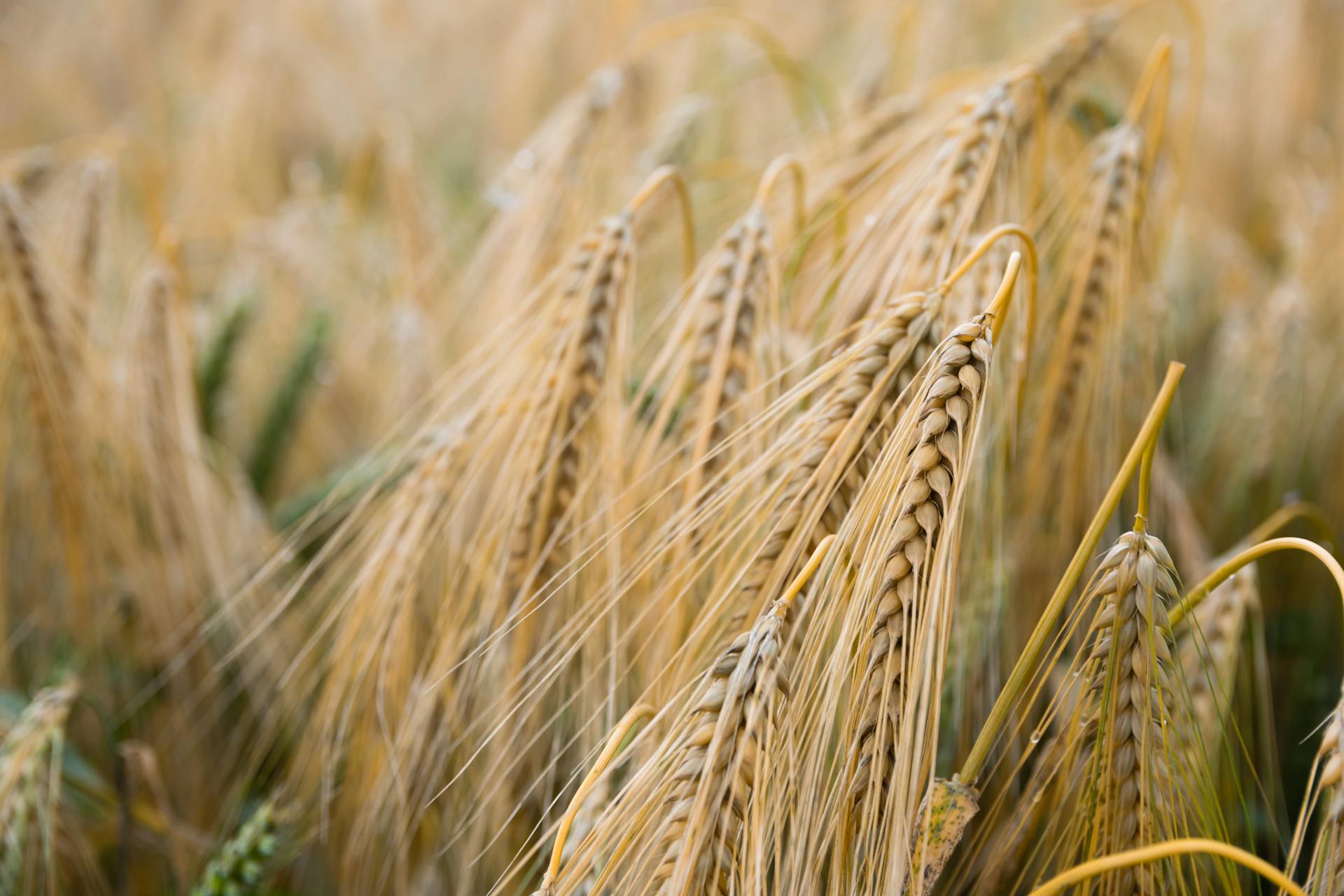 Nigeria's grain production