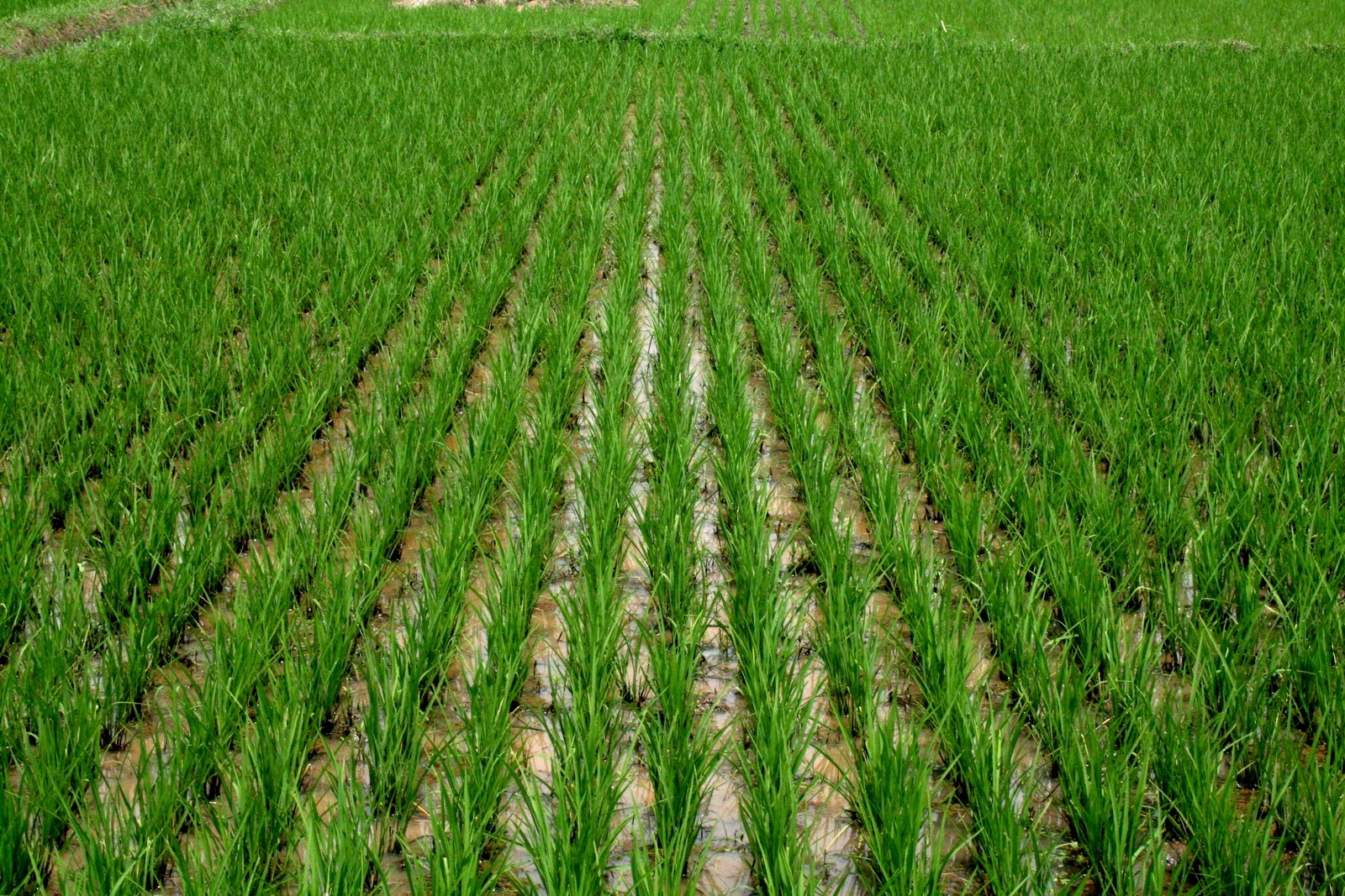 grain production rice