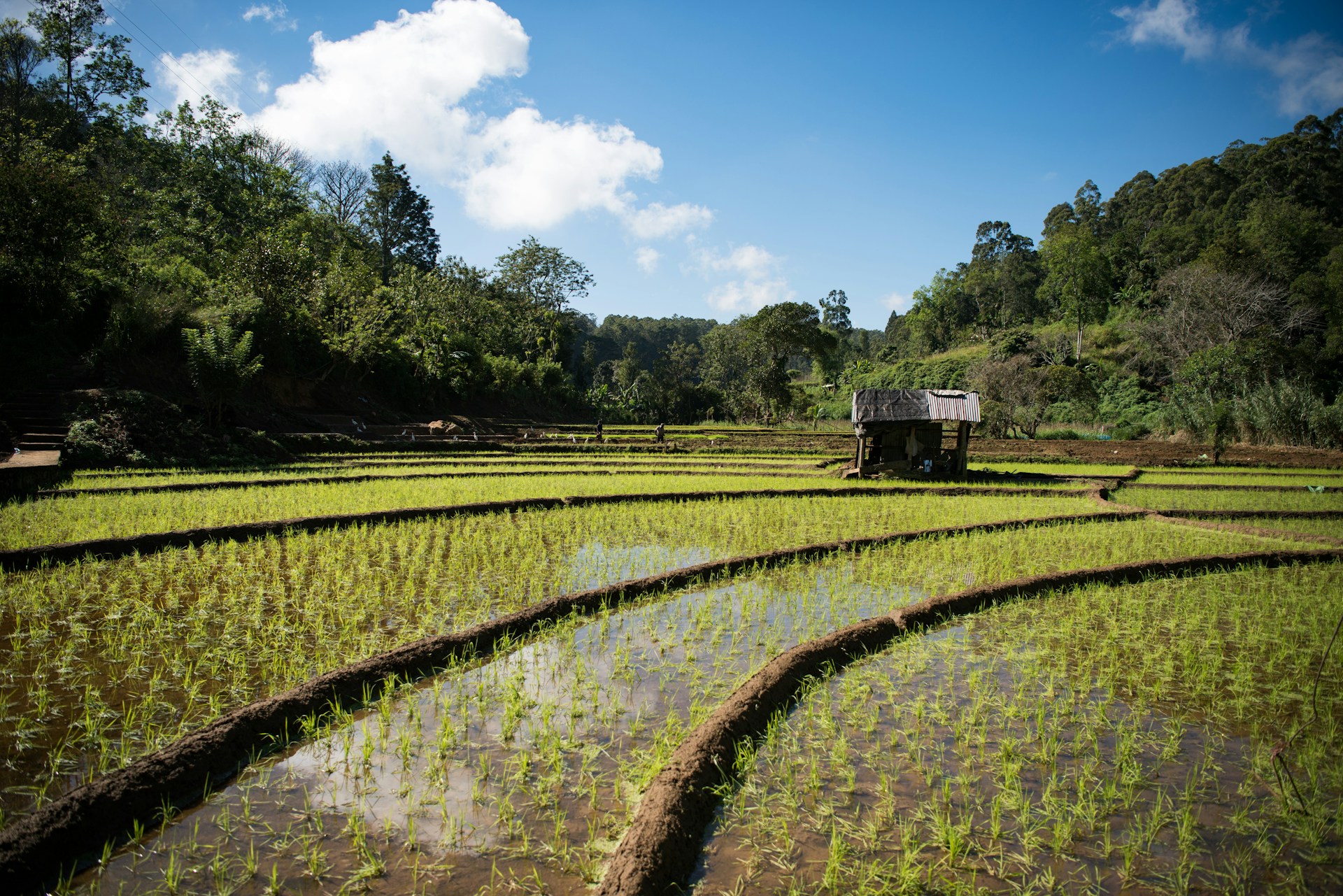 new rice farming methods