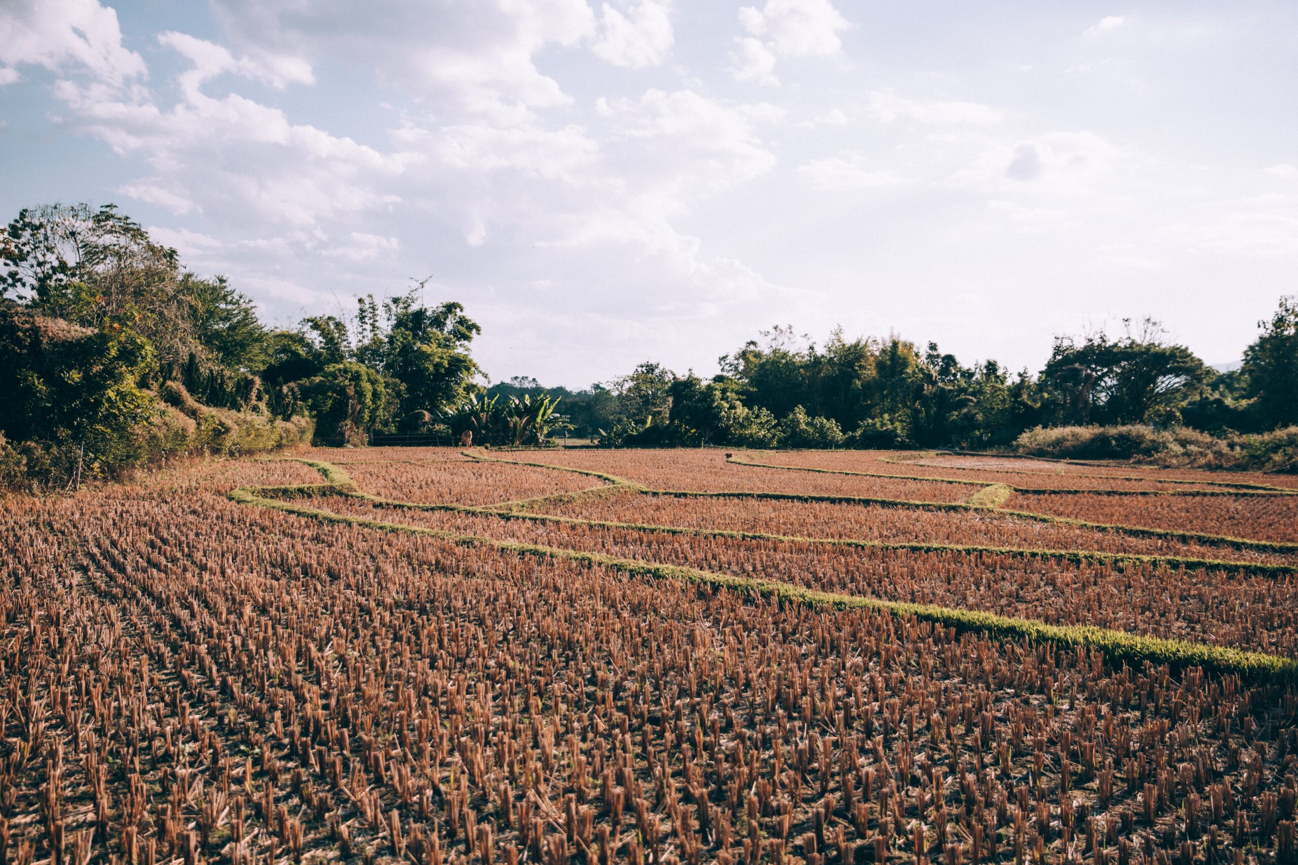 Uruguay's wheat and corn harvests