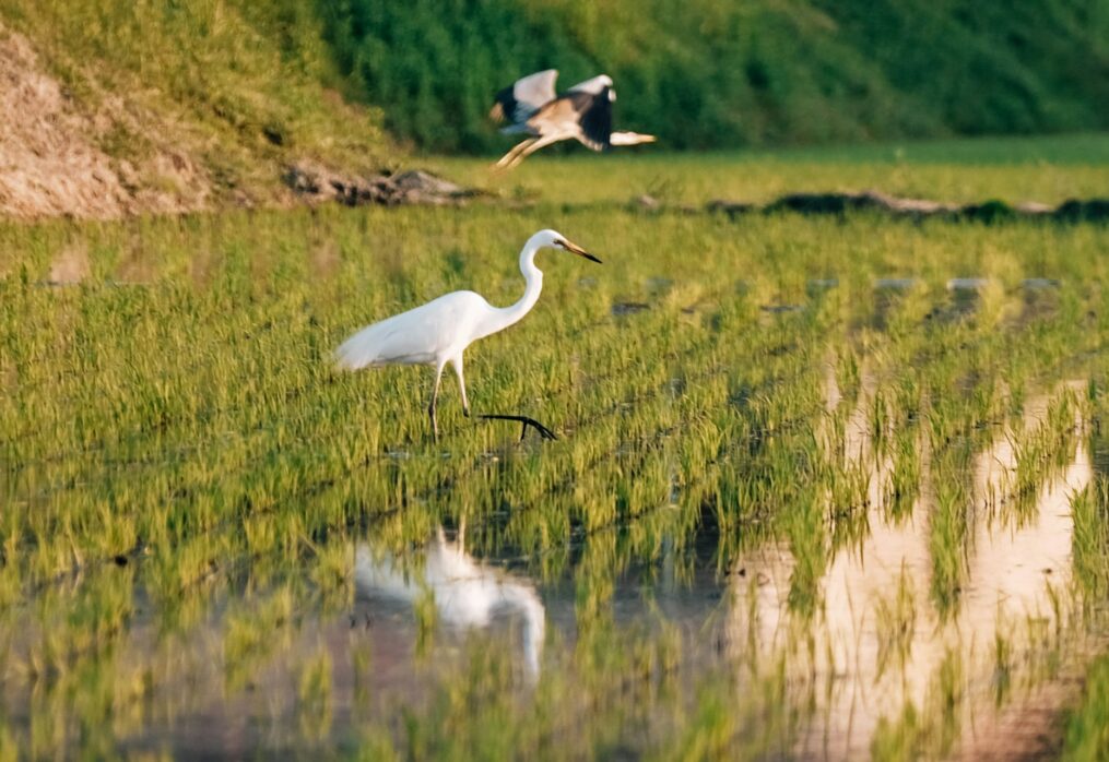 New rice farming methods to be introduced in Vietnam