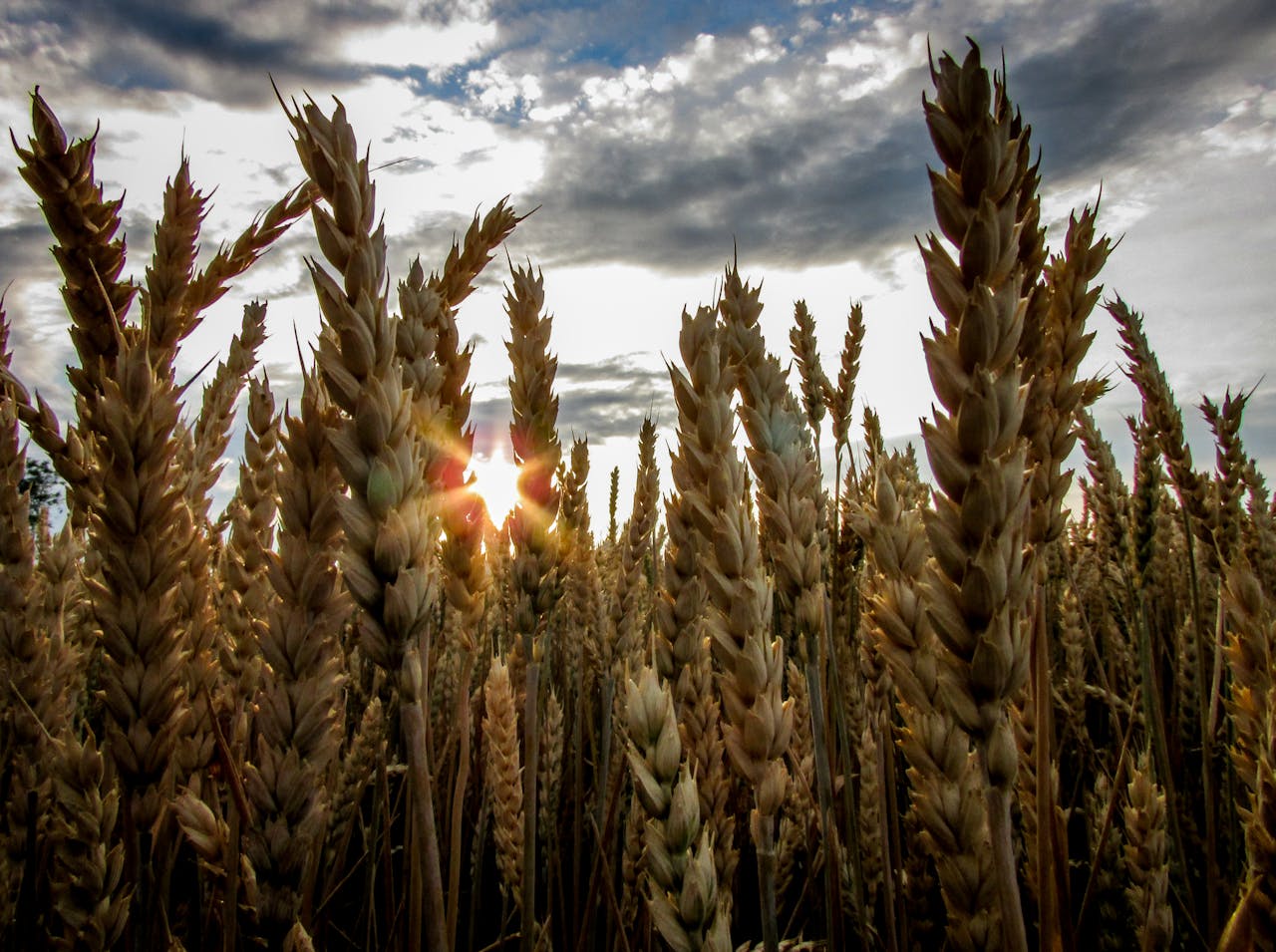 demand for barley and corn