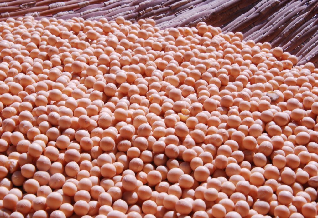 Turkey hopes to increase soybean and other oilseed harvests