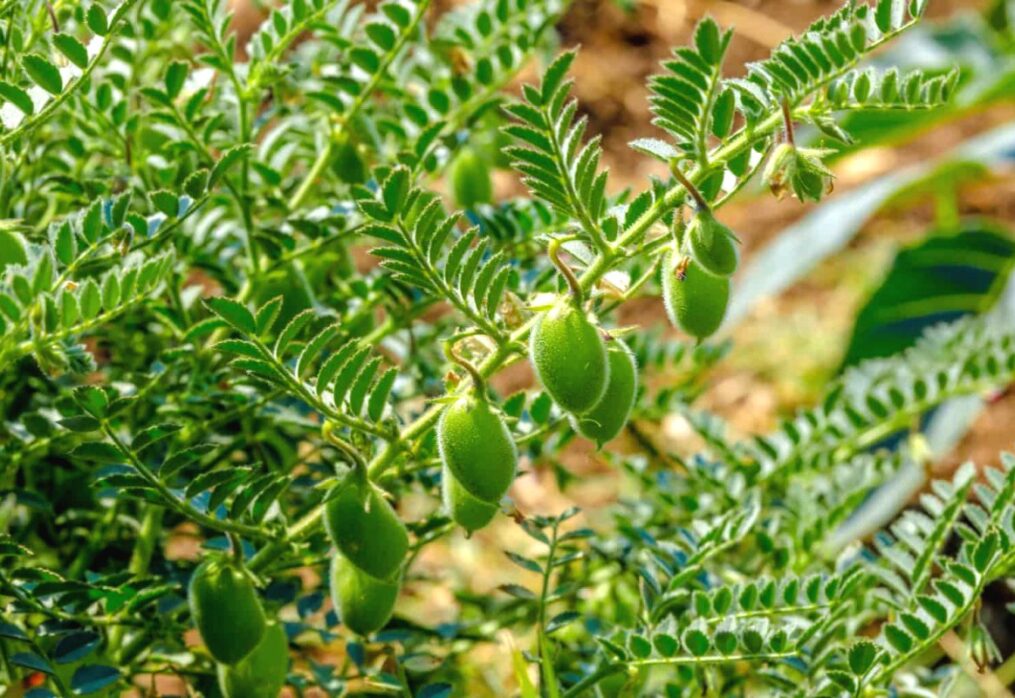 Australia launches new project to increase chickpea and lentil yields