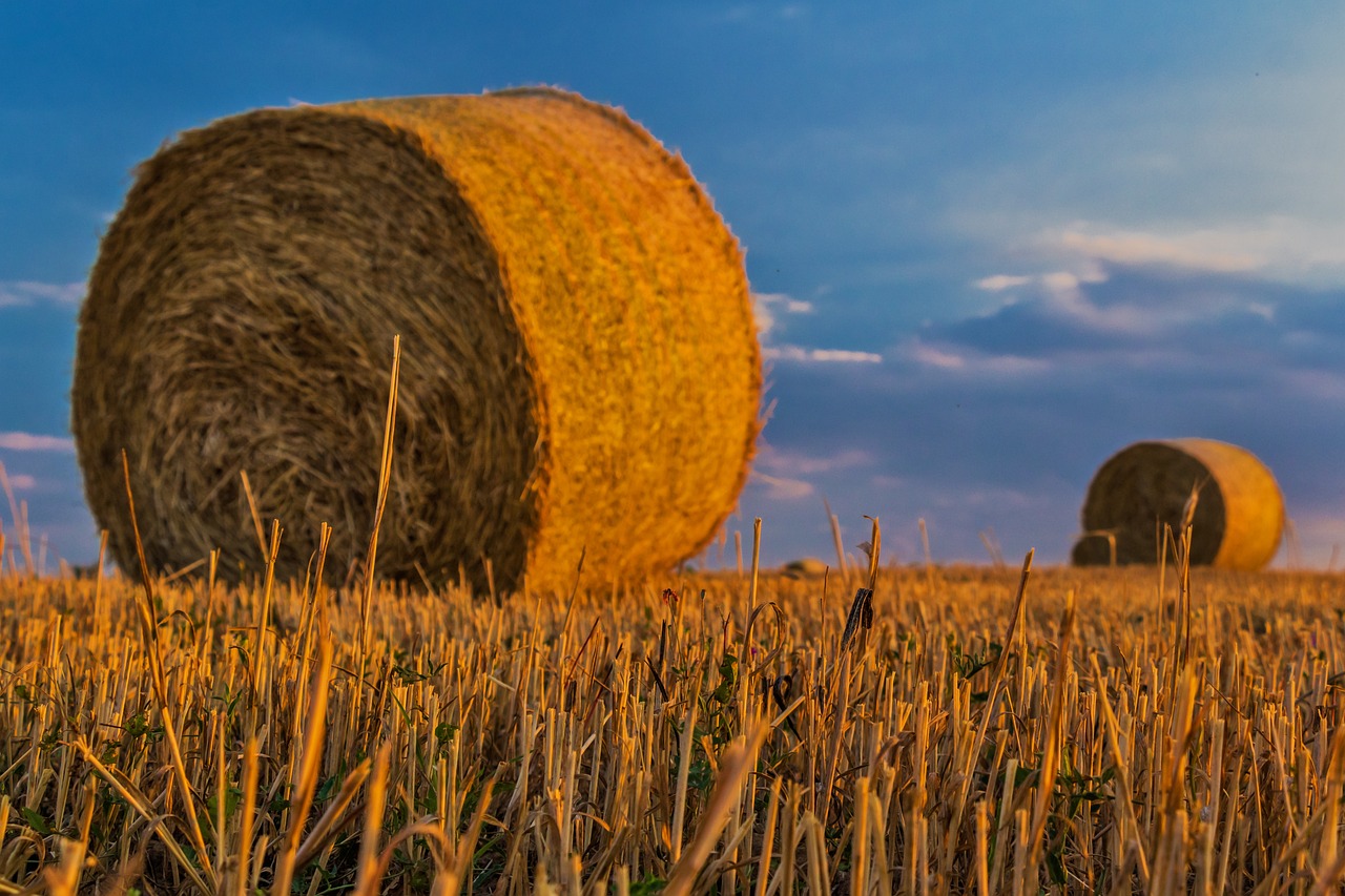 Mexico's grain production overview