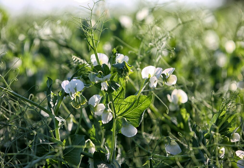 Scientists discover gene that regulates pea yield