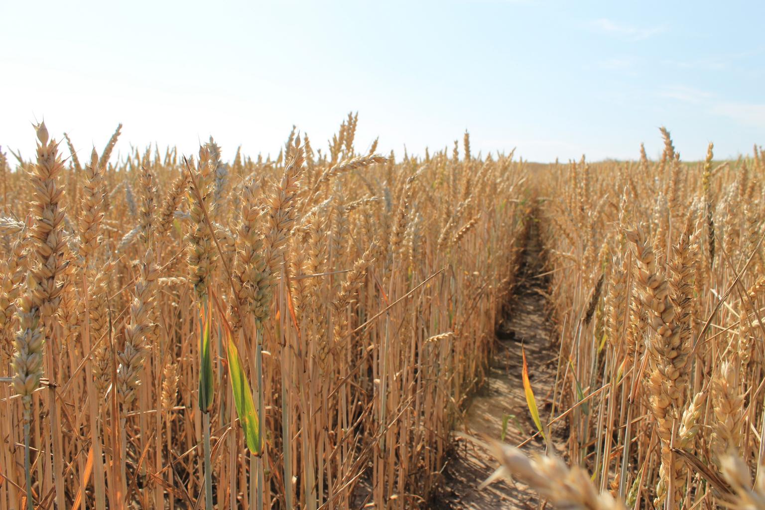 summer grain harvest 