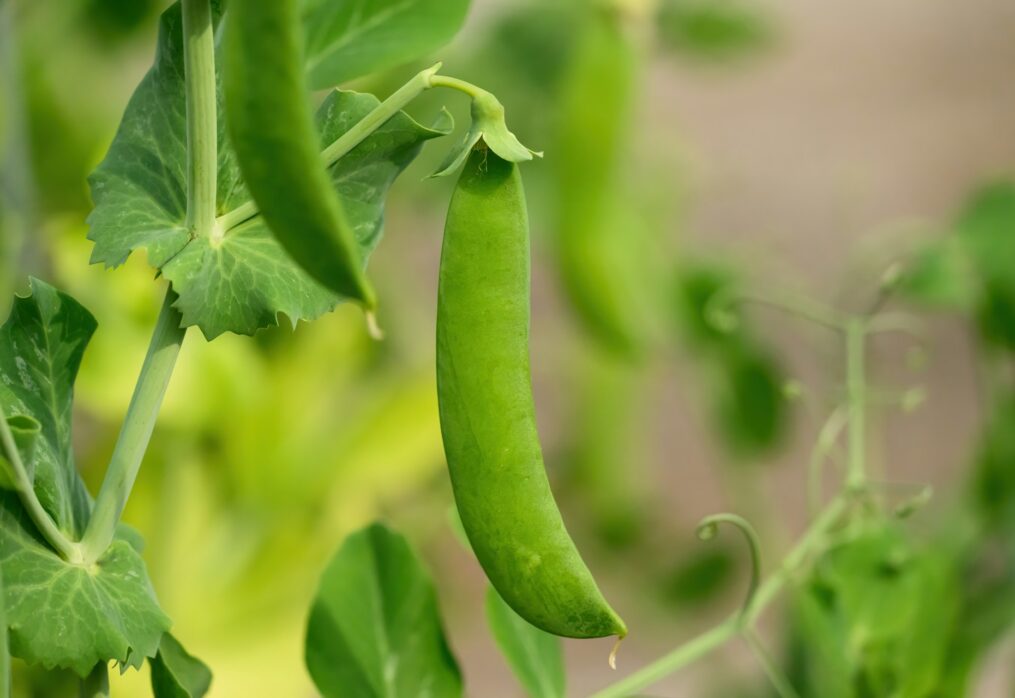 Growing demand for peas in Denmark and other European countries