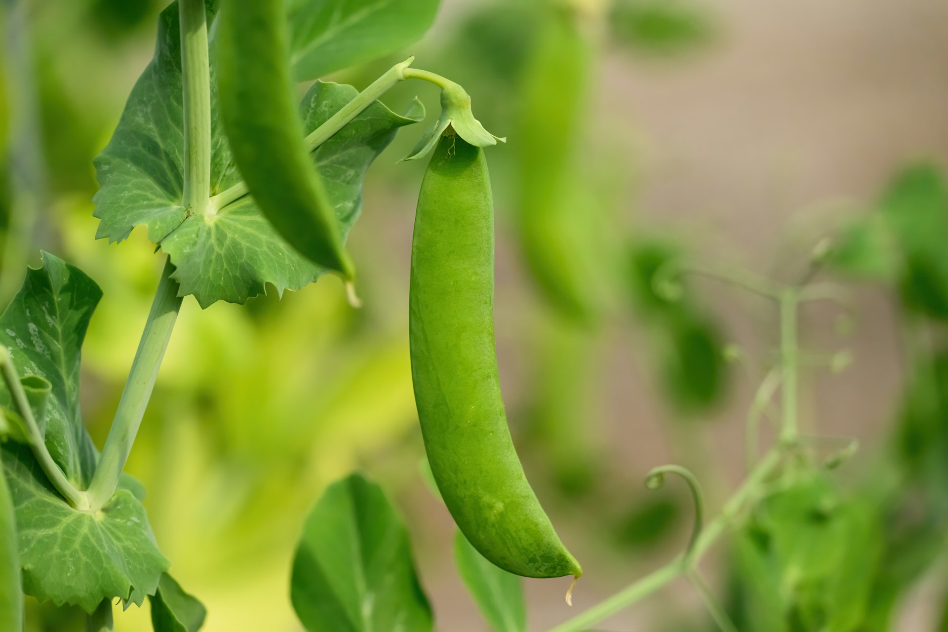 demand for peas in Denmark