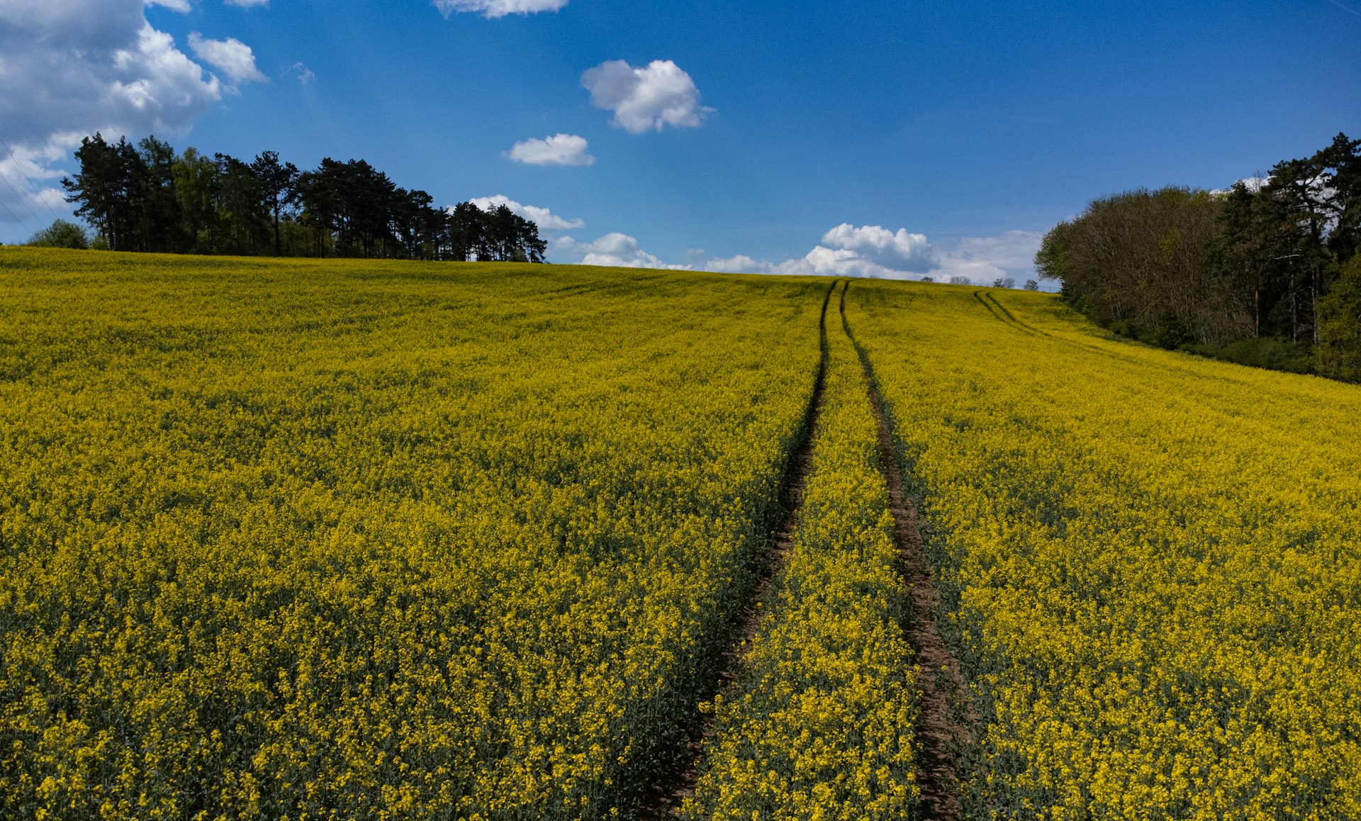 global oilseed production-2