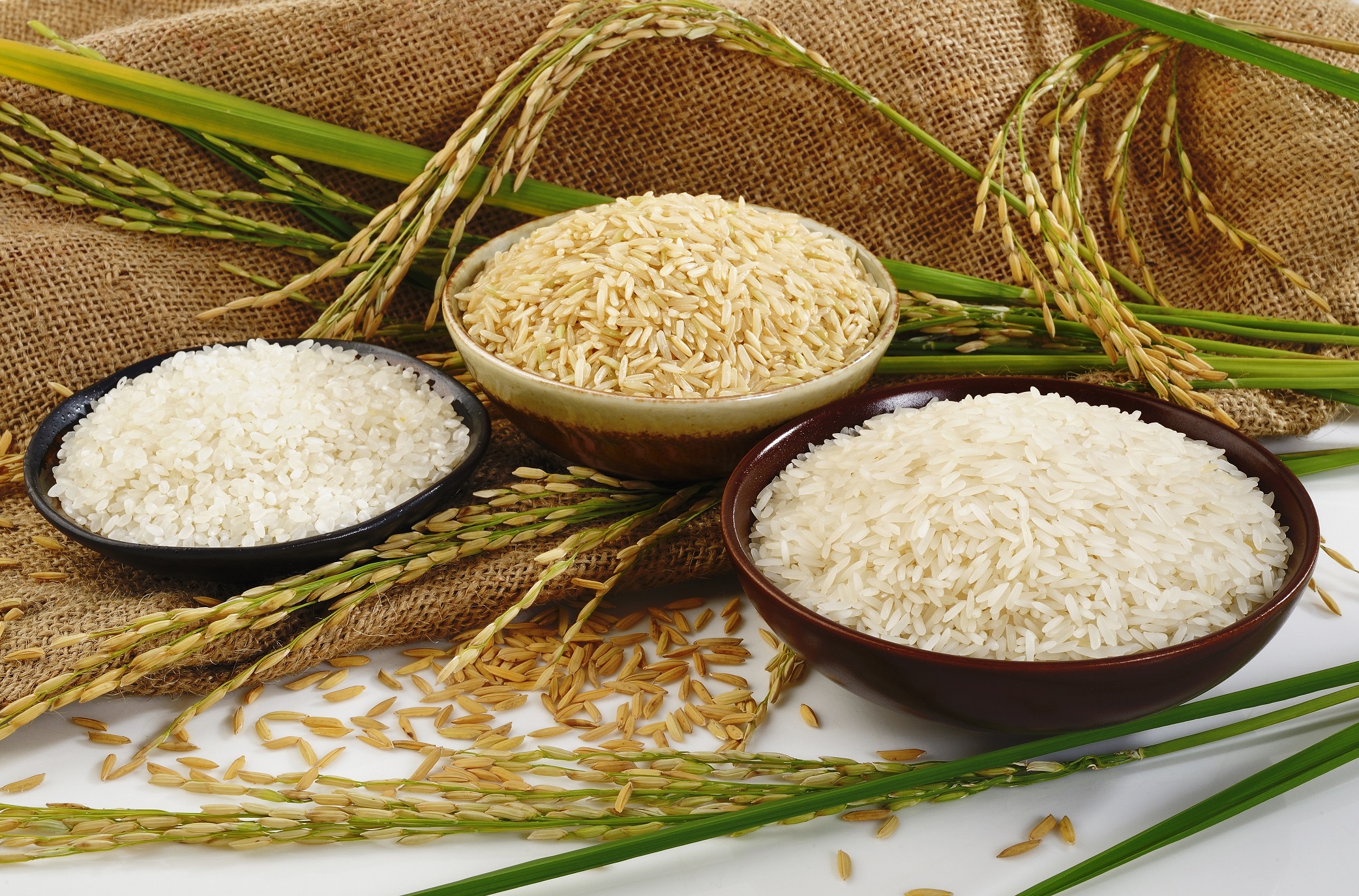 rice growers