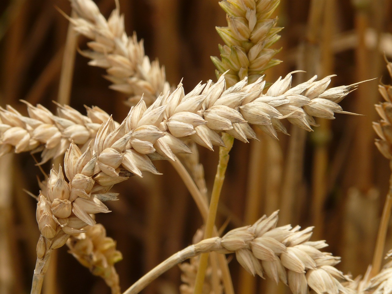 grain quality in Atlantic Canada