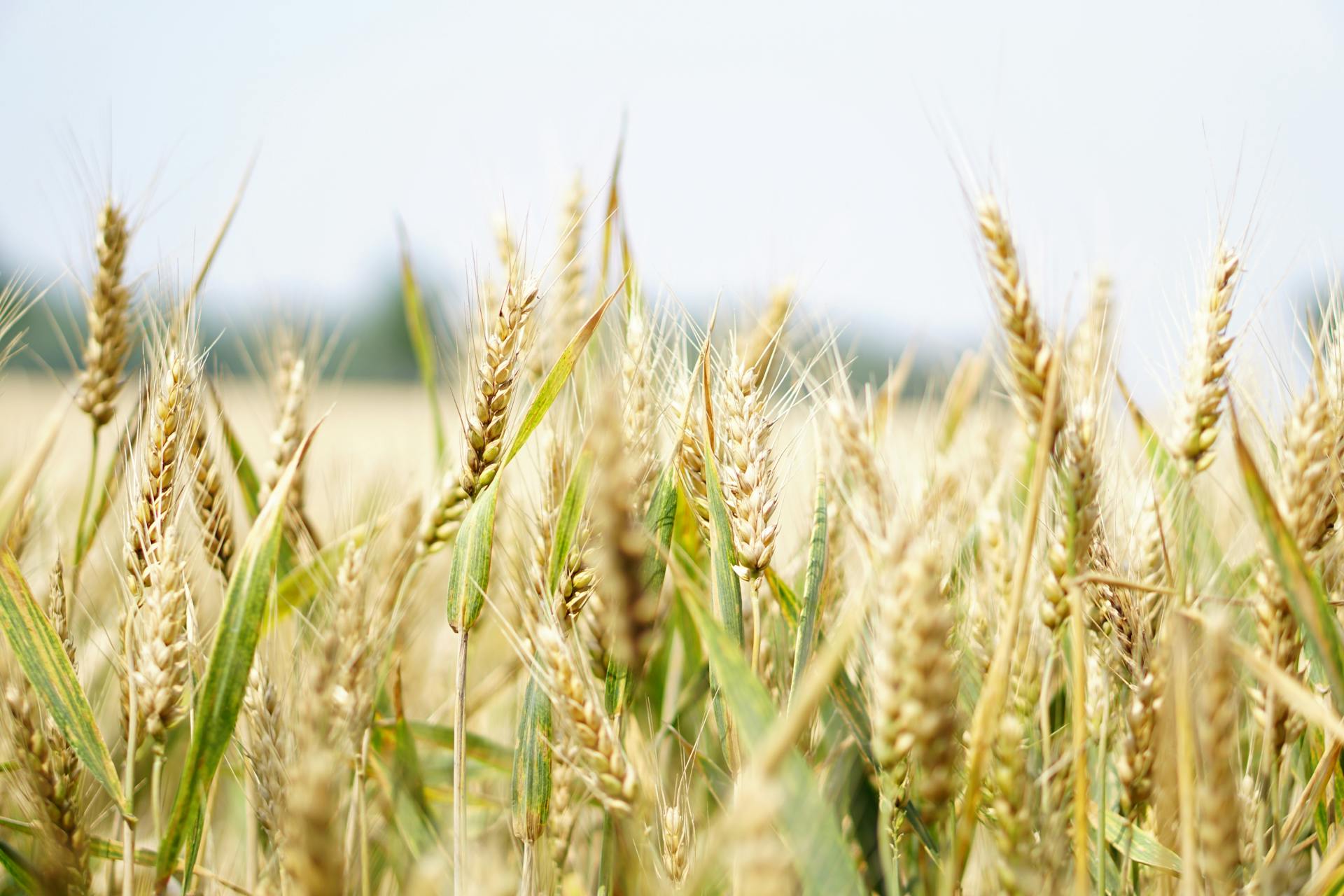 German cereal harvest-2