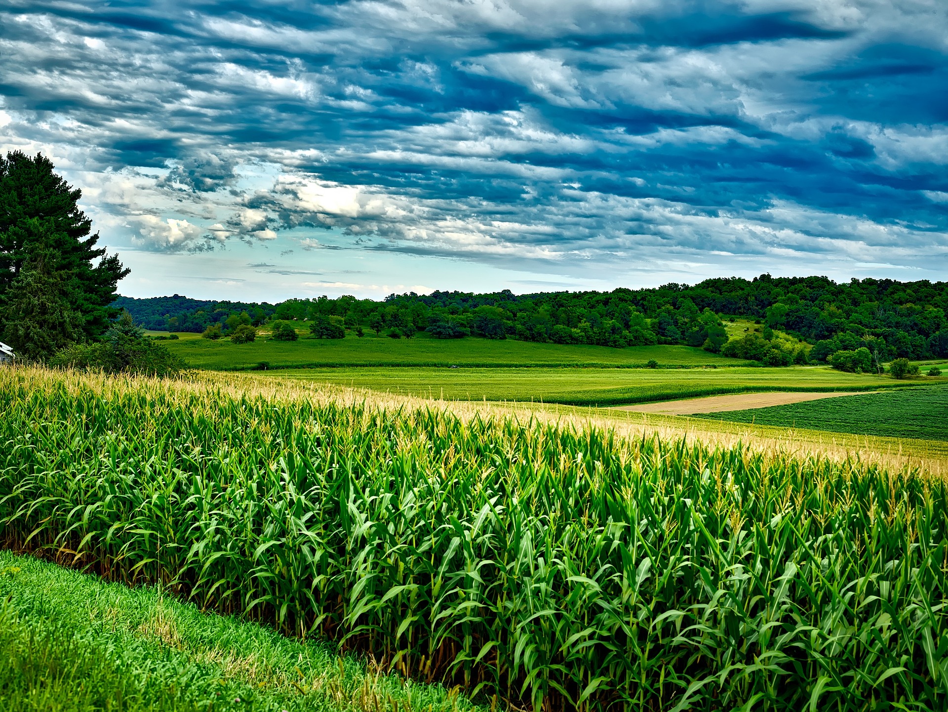 corn and soybean fields in China