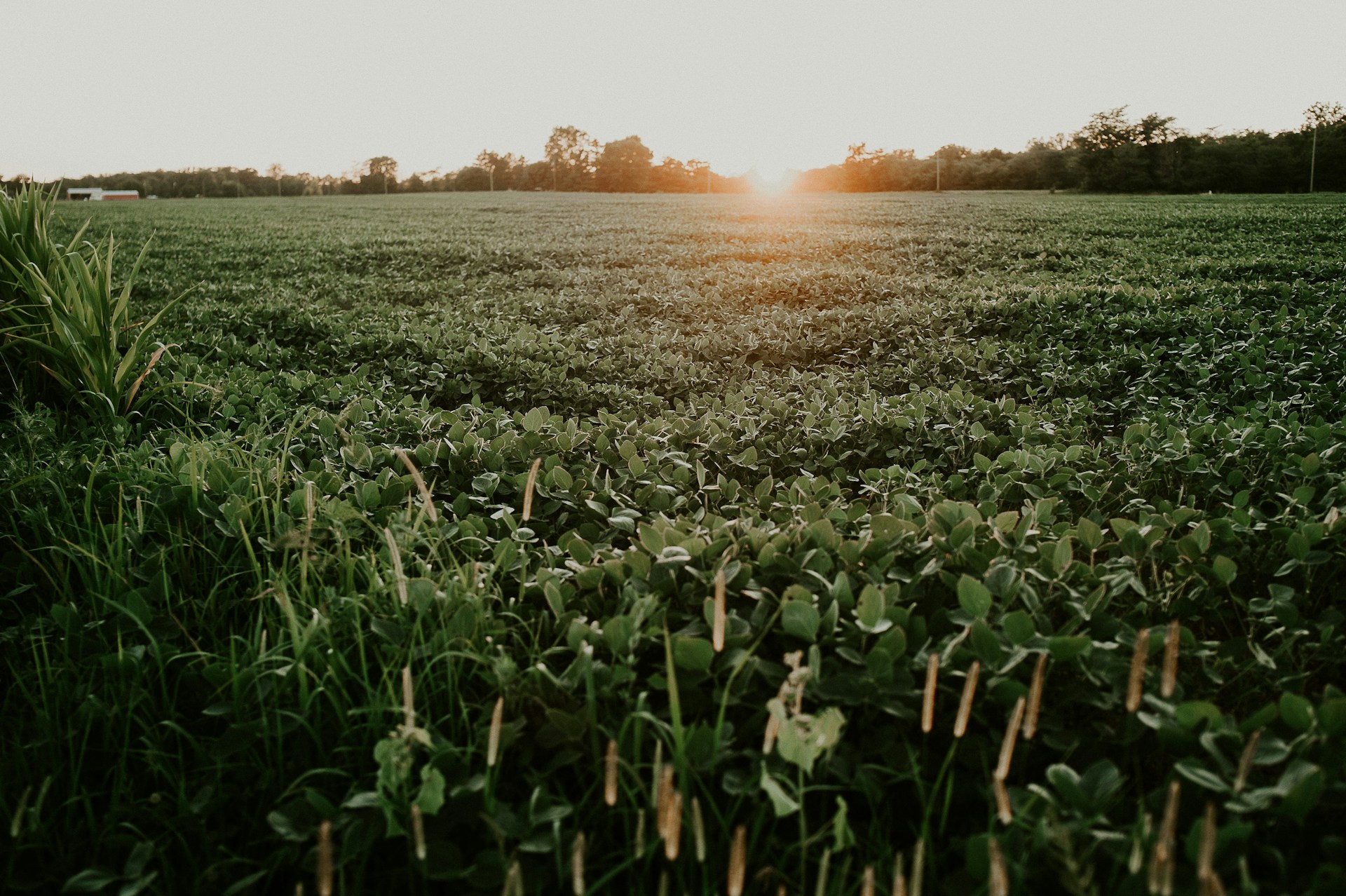 soybean production