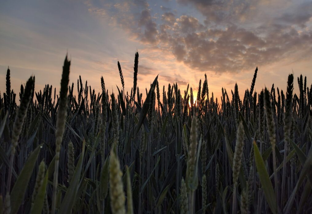 Canadian grain crop prices to be volatile in the new season