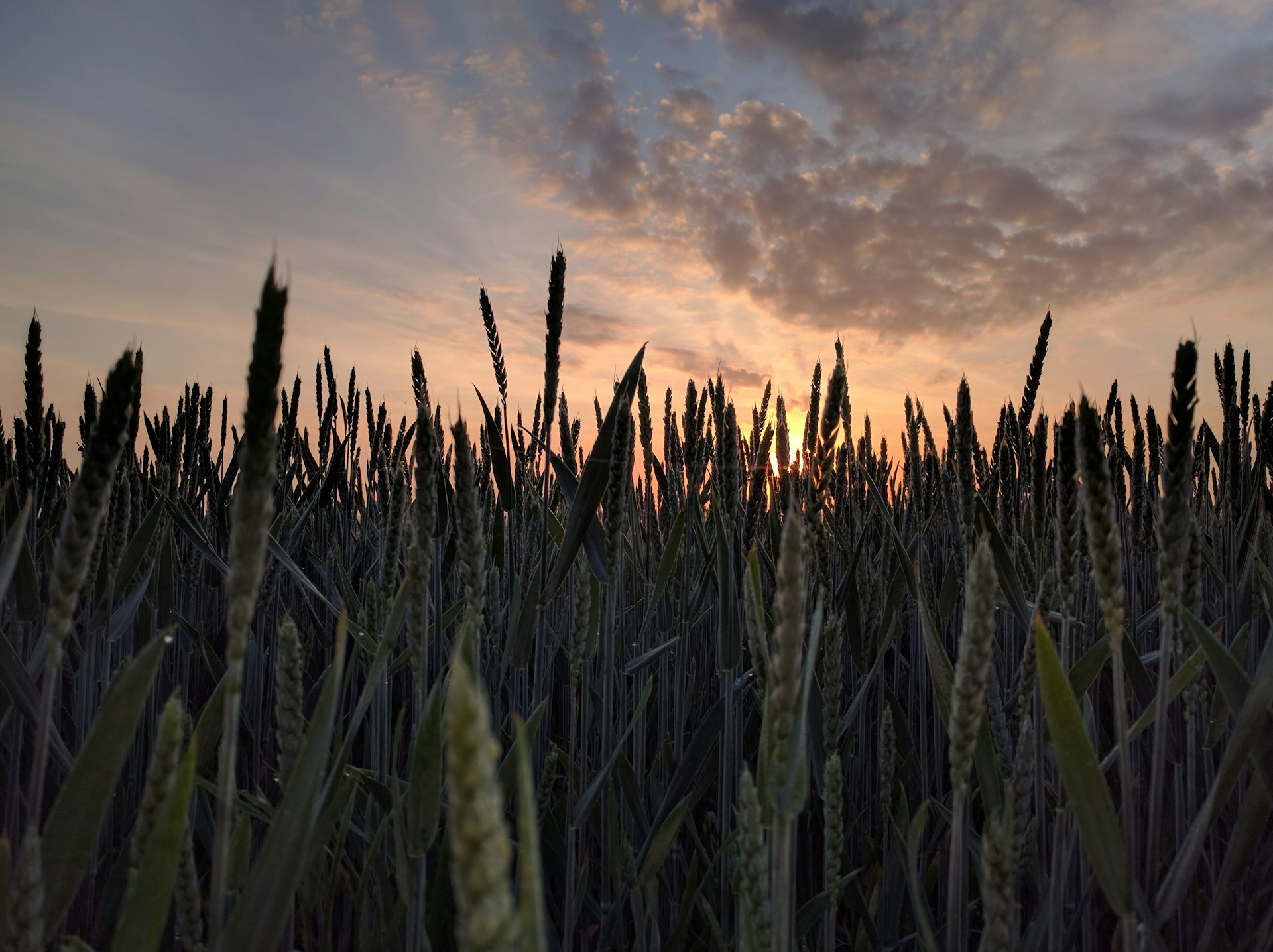 Canadian grain crop prices