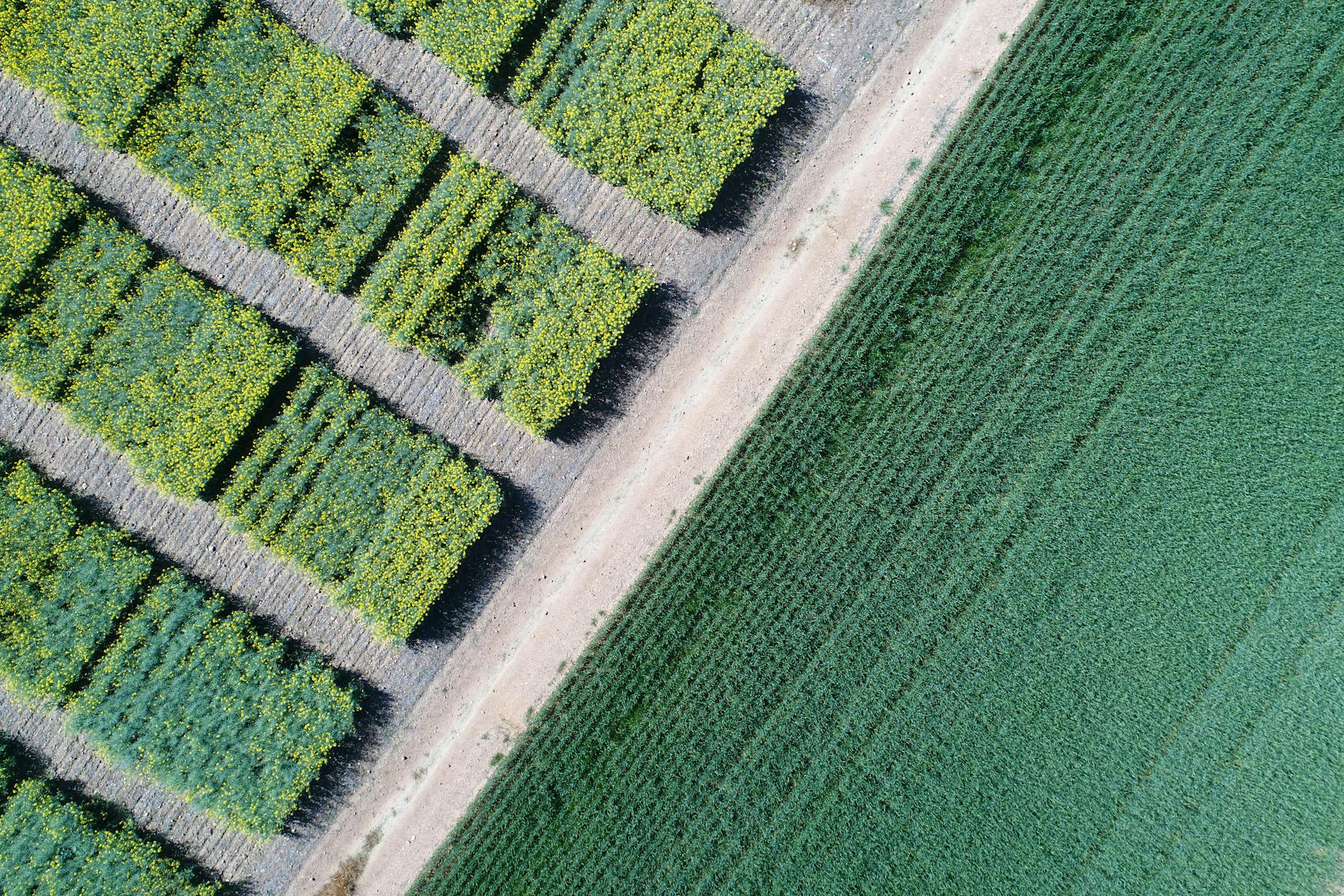 canola production