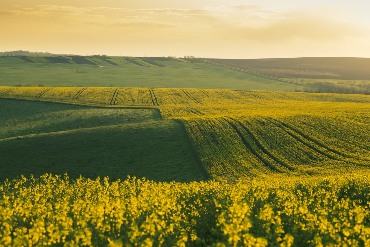 canola production-2