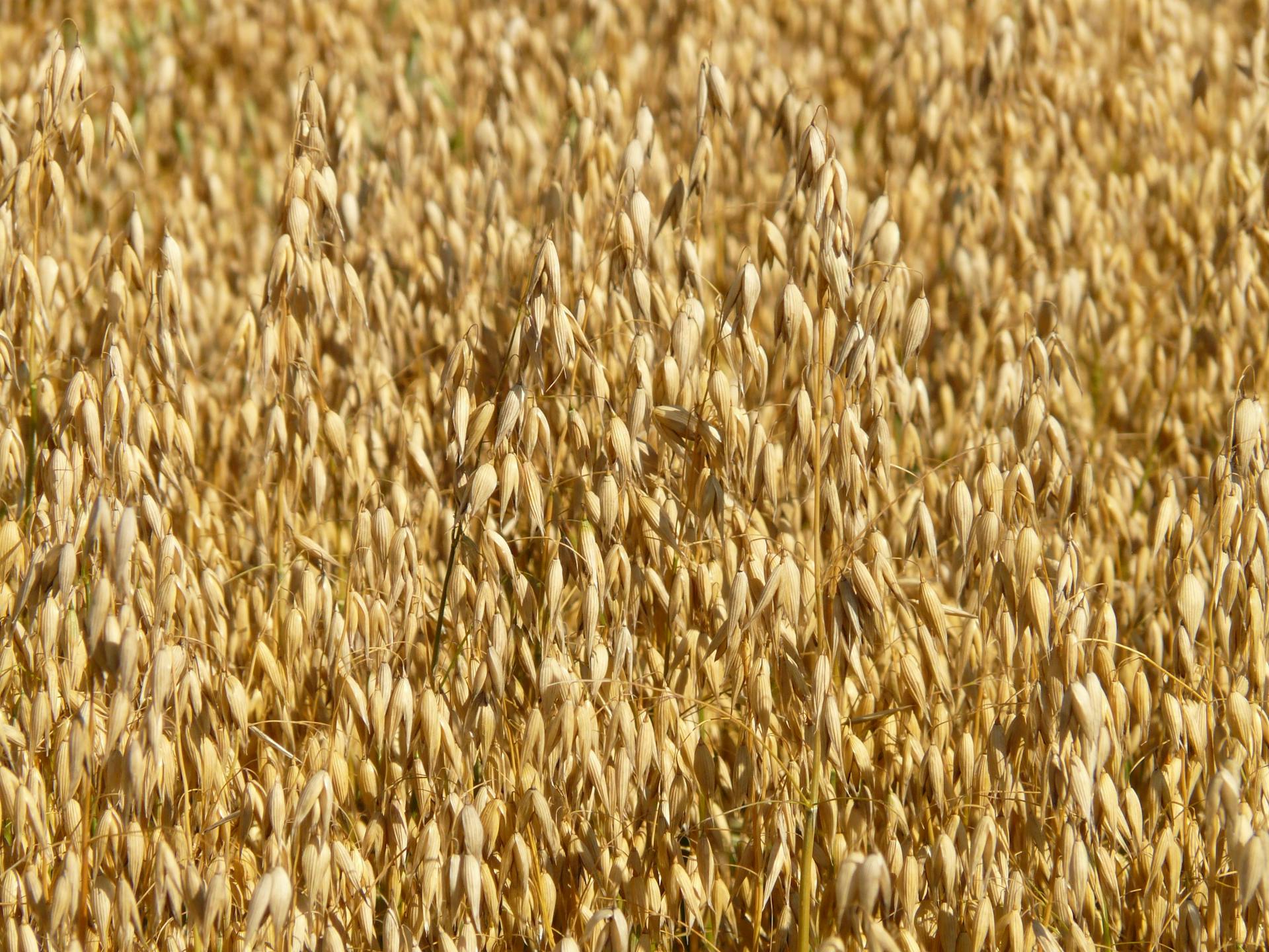 oats and barley production